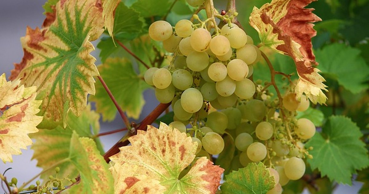 Save money at weekly markets with seasonal fruits and veg